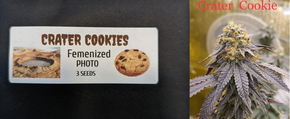 Crater Cookies 3 Pack Feminized Photo