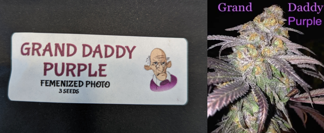 Grand Daddy Purple 3 Pack Feminized Photo
