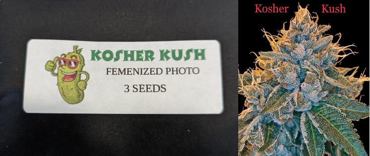 Kosher Kush 3 Pack Feminized Photo