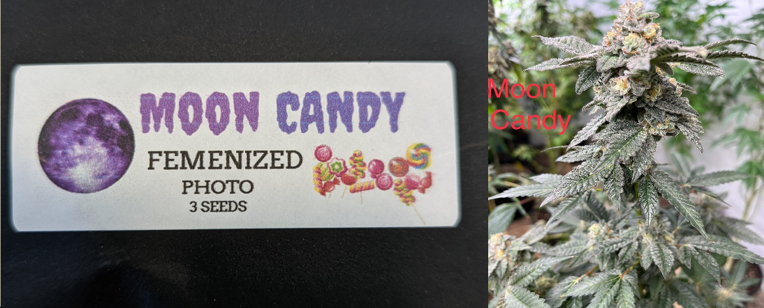 Moon Candy 3 Pack Feminized Photo