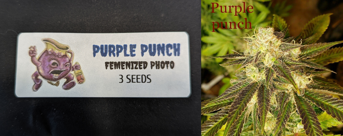 Purple Punch 3 Pack Feminized Photo