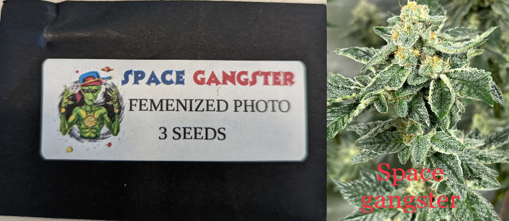 Space Gangster 3 Pack Feminized Photo